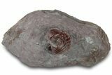Enrolled, Red Morocops Trilobite - Hmar Laghdad, Morocco #311254-2